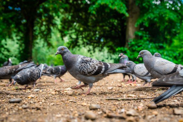 pigeons in a park